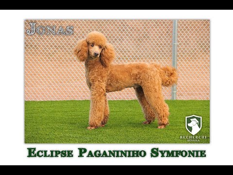 miniature poodle stud