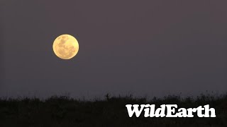 WildEarth - Sunrise Safari -  02 August 2023