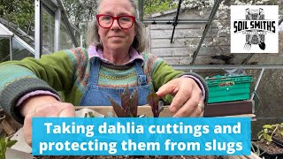 Taking dahlia cuttings and protecting them from slugs, amongst other early April jobs