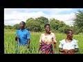 MCHUNGAJI YAKOBO ZENGO AKIWA KWENYE MBUGA YAKE Video Mpya 2026 BY MSAMBAZAJI LUFUNZA MANYANDA