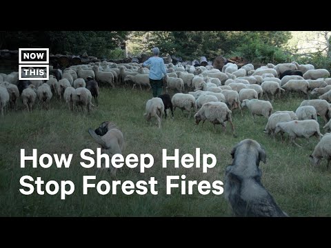 Spain Farmers Use Agroforestry to Fight Forest Fires
