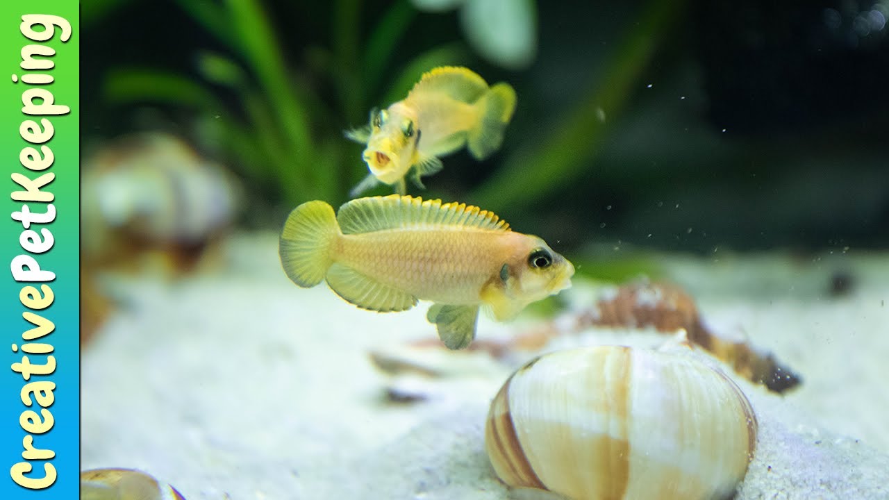 Shell Dwellers My favorite nano fish (Neolamprologus multifasciatus