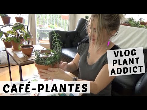Vidéo: Informations sur le marcottage des plantes - Quelles plantes peuvent être propagées par marcottage