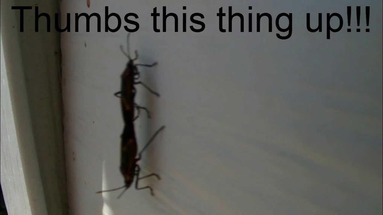 Bugs Having Sex? YouTube