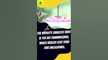 The world’s smallest bird is the bee hummingbird #shorts #shragavi_official