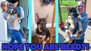 3 Things YOU MUST KNOW Before You Get a German Shepherd Puppy! GSD Puppy Beginners Guide.