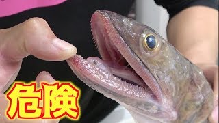 歯だらけの巨大〇〇を捌く！！