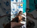 ache se pose lo 🤔🤔 #shorts #viral #funny #viralvideos #comedy#cute#pets#dog #youtuber#love#minivlog