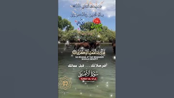 تلاوة خاشعة عطرة مباركة جميلة عذبة للشيخ ماهر المعيقلي ماتيسر من سورة الأعلى