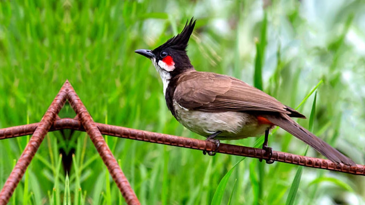 นกตัวเมียจะร้องเพลงเพื่อดึงดูดนกตัวผู้