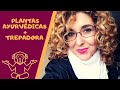 Curly girl method PLANTAS AYURVEDAS Y TREPADORA