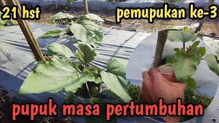 Pemupukan ke-3 || terong ungu usia 21 hst || pupuk untuk tanaman terong #terong #terongungu