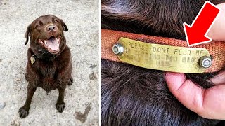 People Feed “Homeless” Dog Until One Day They Check His Collar