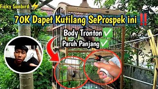 Review Burung Kutilang Super Tobrut