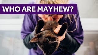 Mayhew dogs home discount