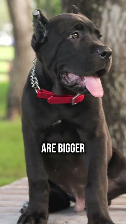top-3-ways-to-tell-how-big-your-puppy-will-get-youtube