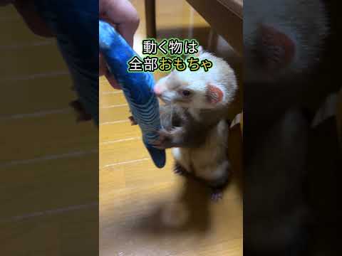 フェレットの行動5選  フェレットはこんなに可愛い生き物なのです♡