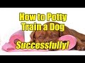 How To Potty Train a Dog Successfully! How To Potty Train a Dog Successfully!