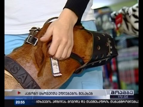 ძაღლების ალიკაპით ტარება, შესაძლოა სავალდებულო გახდეს