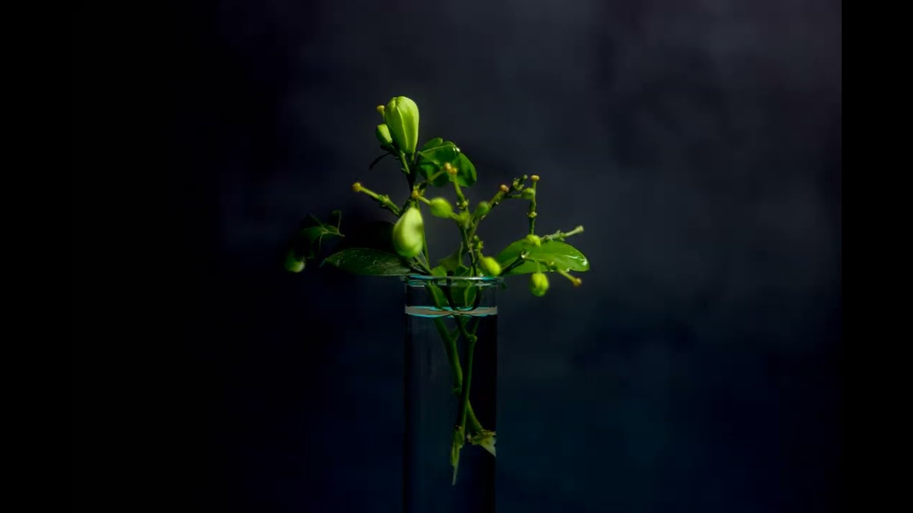 The Art of Interval Photography: Jasmine Time Lapse Brilliance