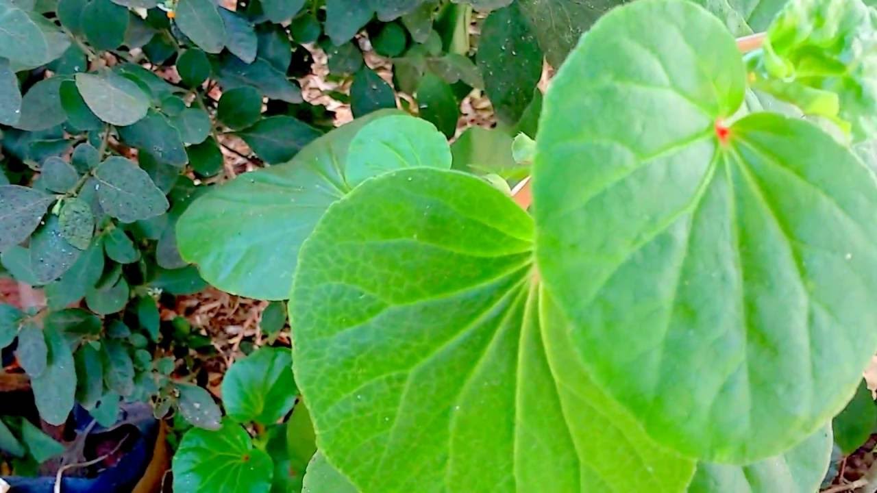 Begônia, Azedinha do Brejo (Begonia cucullata) YouTube