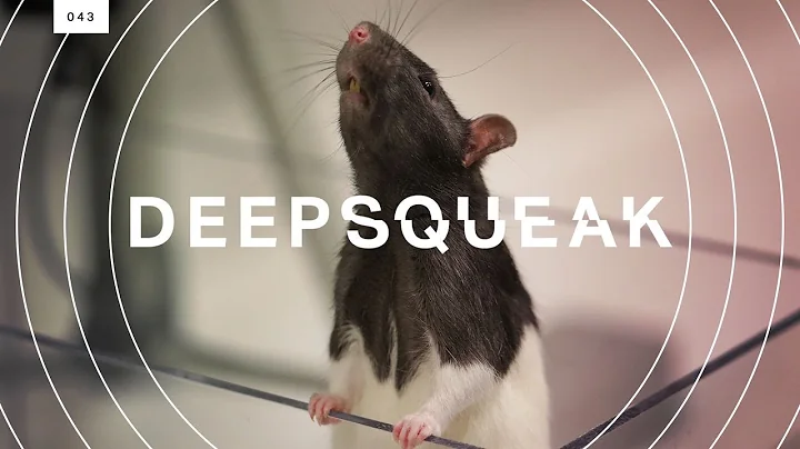 This algorithm decodes rat squeaks and could revolutionize animal research - DayDayNews