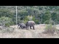Сафари в ЮАР. День 1. Слоны.