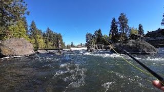Fly Fishing With Friends For Beautiful Trout