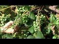 Msu agbioresearch and michigan juice grape production