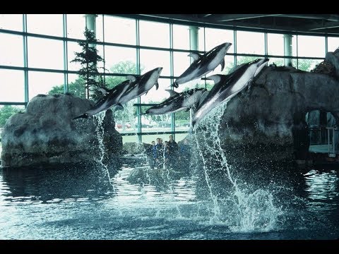 dolphin-show-at-shedd-aquarium,-chicago-by-abhiske-jana