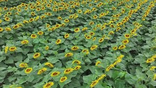 York County farm's Sunflower Festival runs this weekend
