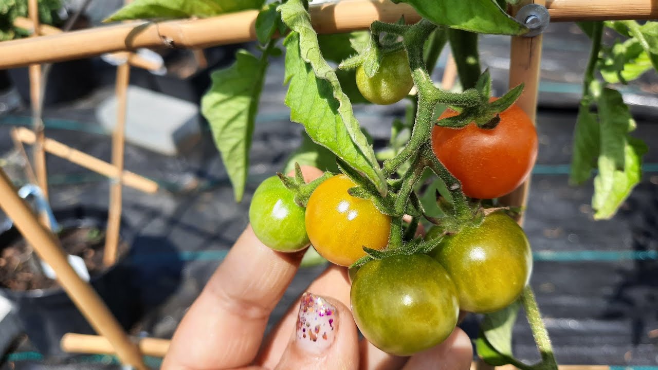 POMIDORY 27 ODMIAN Z MOJEGO OGRODU # ODMIANY Z FRANCJI ROSJI ORAZ KALIFORNI 🍅 CZY SĄ WARTE UWAGI.