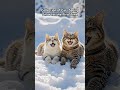 初めての雪を見た猫たちのコレクション❄️#Cats #Snow #Winter #初めての雪 #猫 #冬 #AdorableCats #firstsnow #猫好き #ペット #AnimalLover