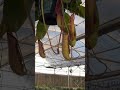 FULL VIDEO OUT NOW… #plants #plantssparkjoy #greenhouse #planttour