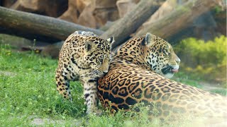 Little Female JAGUAR plays with her Sister.