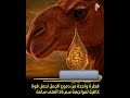 قطرة واحدة من دمو الجمل تحمل قوة كافية لمواجهة سم 26 أفعى سامة طبيعة حيوانات