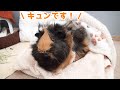 【鳴き声】モルモット、一般家庭での日常会話【モル語】　Guinea Pig Voice