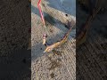 Что за чудо зверь?? #рыбалка #рыба #fish #fishing
