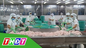 Xuất khẩu cá tra sang EU tăng trưởng mạnh nhất sau 2 năm | THDT