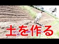 【自然栽培】ミニトマト脇芽欠き