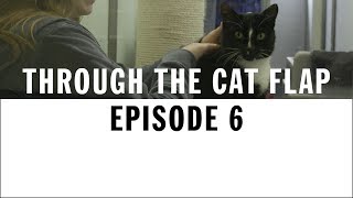 Rehoming A Battersea Cat | Through The Cat Flap | S1 | Episode 6