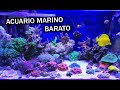 Acuario Marino Barato - Ep. 01