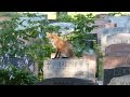 Fox in mount royal cemetery  renard dans le cimetire montroyal  montreal