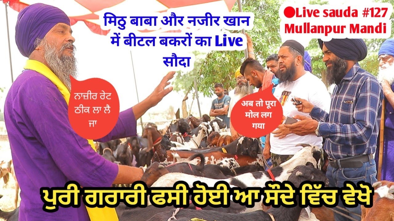 ਮਿੱਠੂ ਬਾਬੇ ਨੇ ਪੂਰੀ ਗਰਾਰੀ ਫਸਾ ਲਈ Live ਸੌਦਾ ਵਿੱਚ Mullanpur Bakra Mandi Live sauda 127 