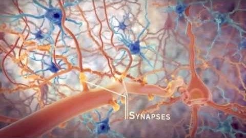 STEP and the synapse: memory formation