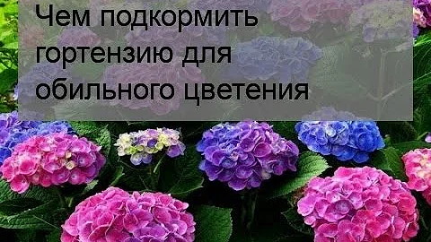 Чем подкормить гортензию для обильного цветения