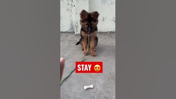 GERMAN SHEPHERD PUPPY DOG LEARN SIT AND STAY TRAINING  HOW TO TRAIN DOG #shorts #dog