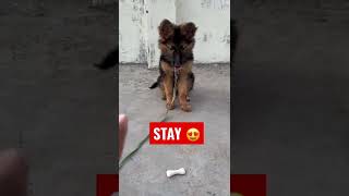 GERMAN SHEPHERD PUPPY DOG LEARN SIT AND STAY TRAINING  HOW TO TRAIN DOG #shorts #dog