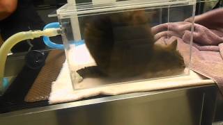 PF Practicum 2 Fractious Cat in Chamber 2
