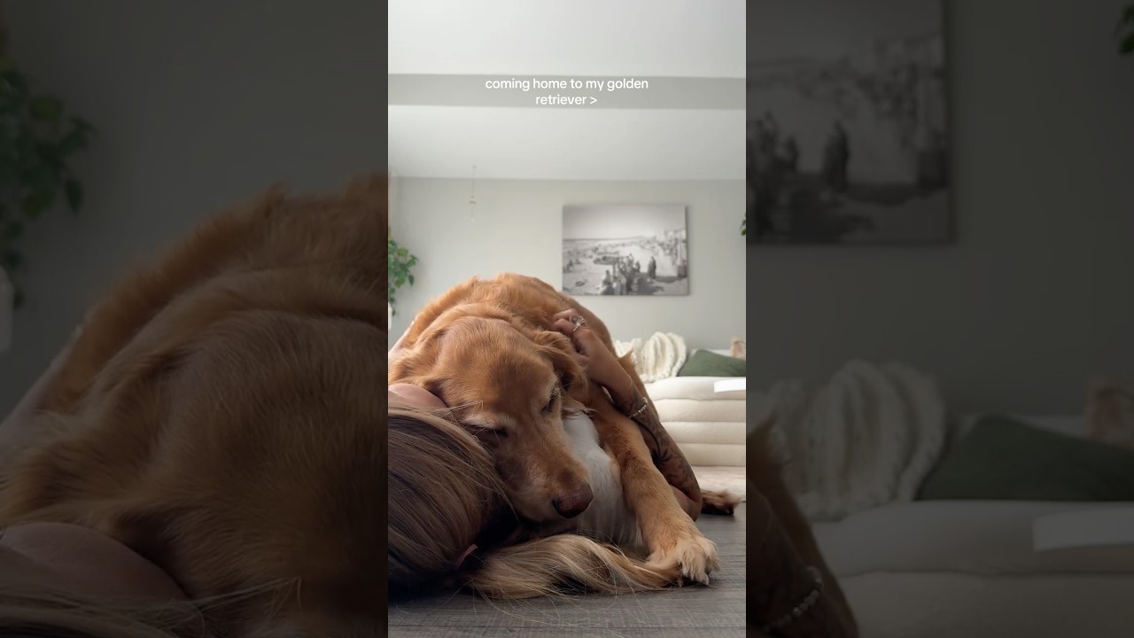 Возвращаюсь домой к своему золотистому ретриверу🥵 